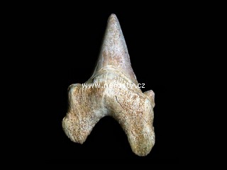 žraločí zub otodus obliquus