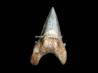 �ralo�� zub otodus obliquus