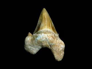 �ralo�� zub otodus obliquus