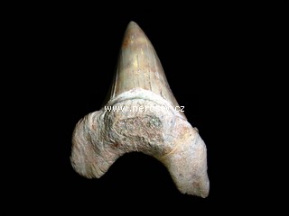 �ralo�� zub otodus obliquus