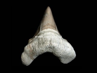 �ralo�� zub otodus obliquus