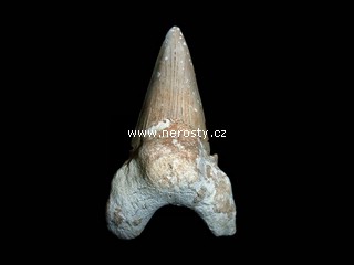 �ralo�� zub otodus obliquus