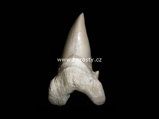 �ralo�� zub otodus obliquus