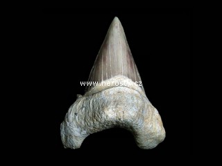 �ralo�� zub otodus obliquus