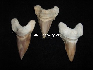 �ralo�� zub otodus obliquus