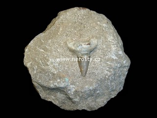 �ralo�� zub + otodus obliquus