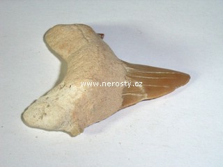 zub + carcharias hopei