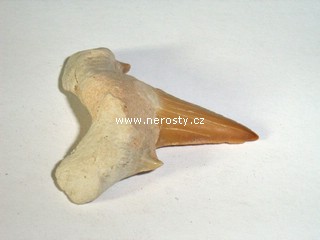 zub + carcharias hopei