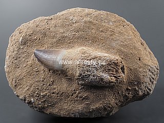 zub + mosasaurus anceps