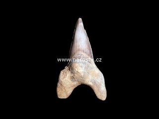 zub + otodus obliquus