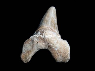zub + otodus obliquus