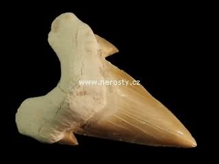 zub + otodus obliquus