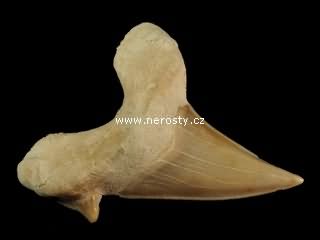 zub + otodus obliquus