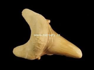 zub + otodus obliquus