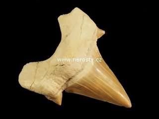 zub + otodus obliquus